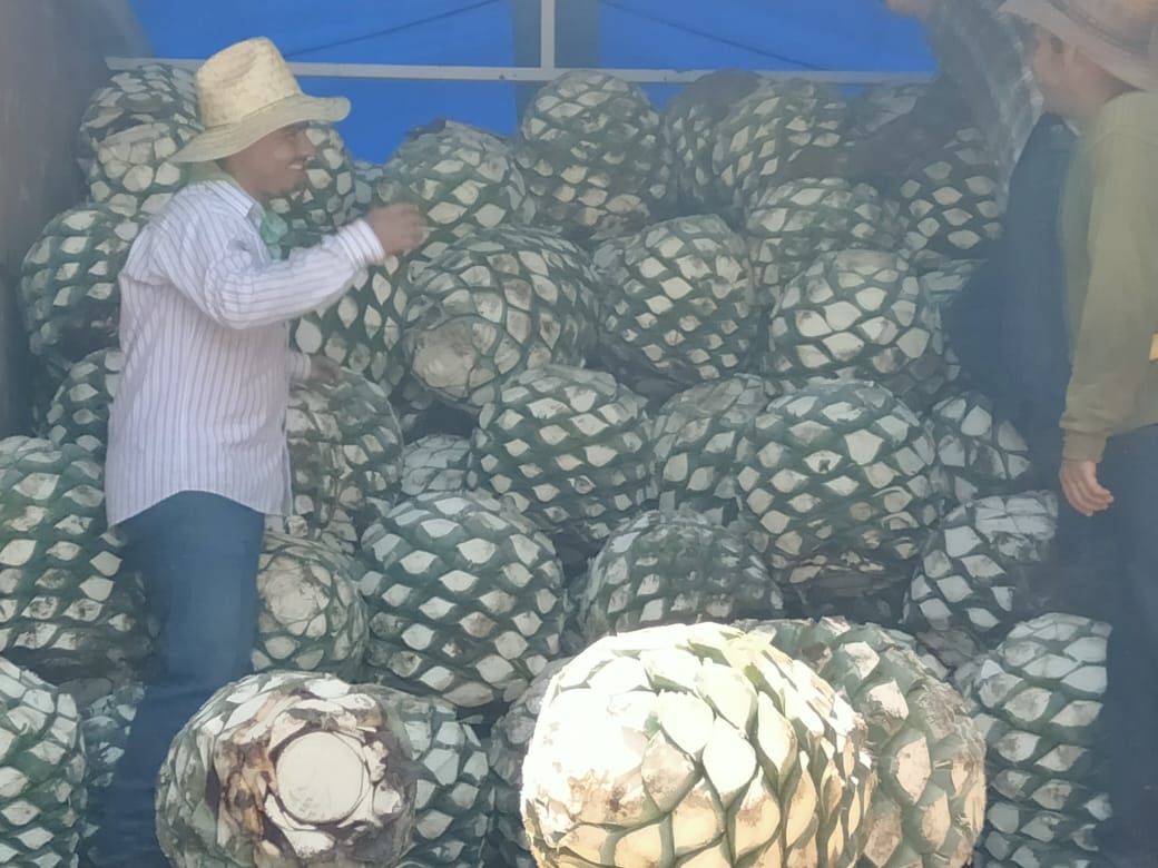 Piñas de Agave