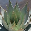 Planta Agave de Tobalá