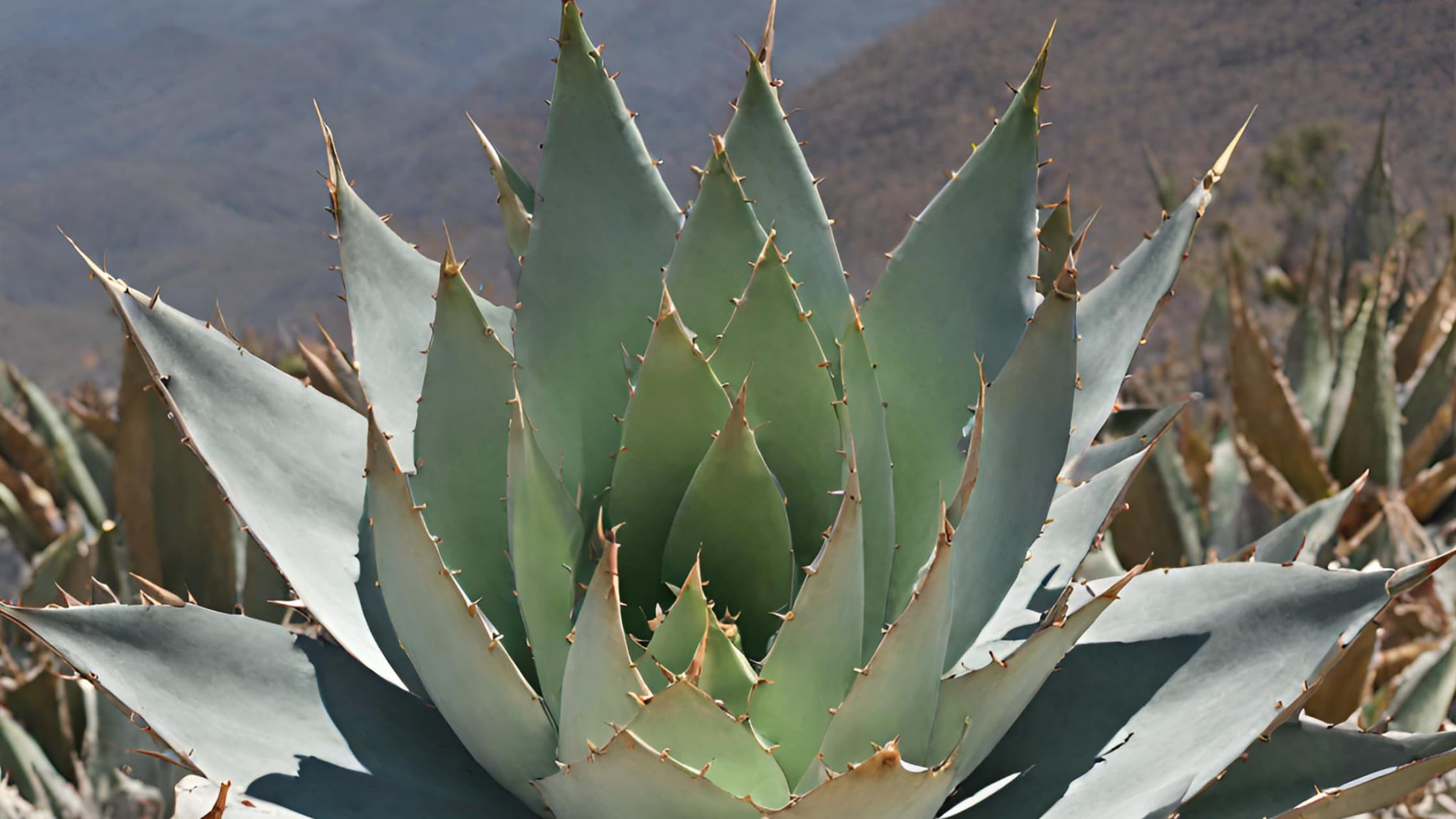 Planta Agave de Tobalá